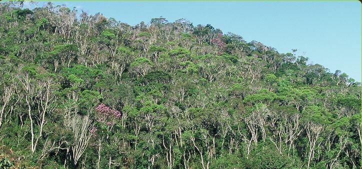 Madagascar Forêt
