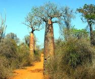Manombo baobabs